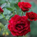ghada_badran - @ghada_badran5 - Instagram