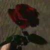 Ghada Farag - @ghada.farag0 - TikTok