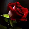 Ghada Hammad - @ghadahammad08 - TikTok
