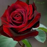 Ghada Hammoud - @ghada.hammoud6 - Instagram