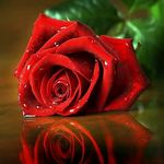ghada.hammoud - @ghada.hammoud1 - Instagram