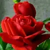 نجمة الليل❤️ - @ghadakhatib50 - TikTok