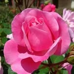 Ghada Khatib - @ghada.khatib53 - Instagram