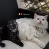 Ghada Khatib - @timonbombah - TikTok
