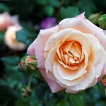 ghada khatib - @khatib1299 - Instagram