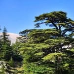 Ghada Obeid Awar - @gaadaobaid - Instagram