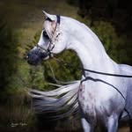 @ghaith_abdullah_ - Instagram