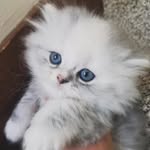 Gianna Volpe - @gianna.volpe.75 - Instagram