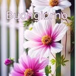 Gianni Basile - @gianni.basile23 - Instagram