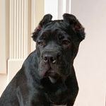Gianni Versace Ladd-Thomas - @cane_corso_gianni - Instagram