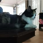 Gidget Gibson - @gidget_the_cat_gibson - Instagram