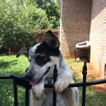Gidget ... The Dog - @gidgethayes - Instagram