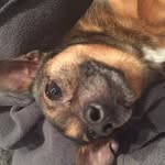 Gidget - @gidget_hillrich - Instagram