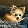 Gidgetzjackson - @gidgetzjackson - TikTok