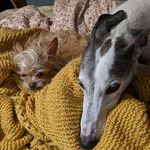 Shaelee and Gidget Jackson - @shaelee_and_gidget - Instagram