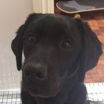 Chelsea Sophia Gidget James - @chelsea_the_dog21 - Instagram