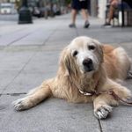 Gidget James - @gidgetinthecity - Instagram