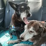 Paddington and Gidget - @paddington_gidget_james - Instagram