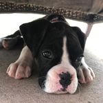 Gidget Hazel Johnson - @gidget.hazel - Instagram