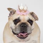 Gidget Jones - @gidgetjonesthedog - Instagram