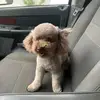 gidget_jones - @gidget_jones - TikTok