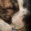 gidgetjones - @snoopylife08 - TikTok