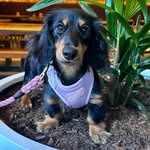 Gidget - @gidgetlilongdog - Instagram