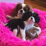Pippa & Gidget Longe - @pippaandgidgetlonge - Instagram