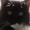 gidgemeister - @gidgemeister - TikTok