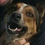Gidget Miller - @gidget.the.wonder.dog - Instagram