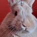 Gidget Miller - Facebook