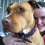 Gidget Moore - @gidget_the_rescue_pitty - Instagram