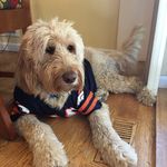 @gidget.murphy.the.golden.dudes - Instagram