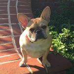 Gidget Murphy - @gidget.frenchie - Instagram