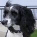 Gidget Ross - Facebook