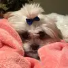 Gidget Tatertot Rieve - @gidgetsbusyworld - TikTok