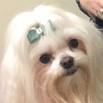 Gidget Anne White - @ittybittygidget - Instagram