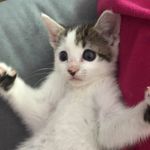 Gidget - @gidgetrosewhite78 - Instagram