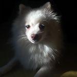 Gidget - @gidgetthewhitepom - Instagram