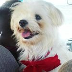 Gidget White - @gidget__white - Instagram