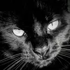 Mally Dinny Gidget Brann Cocoa - @wrightcats - TikTok