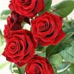 Gifty Abbey - @aryeerose452 - Instagram