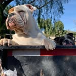 gigi & bacon🐾 - @gigi.and.bacon - Instagram