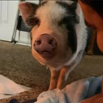 Gigi Bacon - Facebook