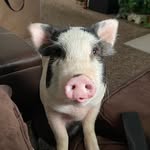 Gigi Bacon - @bacongigi - Instagram