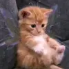 gigi grant - @gigi.grants - TikTok