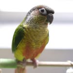 Gigi The Greencheek - @gigi_greencheek - Instagram