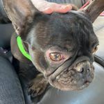 Gigi Hall - @gigithesnorfler_bestfriendgigi - Instagram