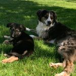 Romo and Gigi Powell - @powellpuppypack - Instagram