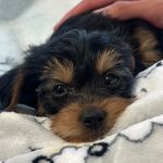 Gigi Ramirez - @gigi.paws0601 - Instagram